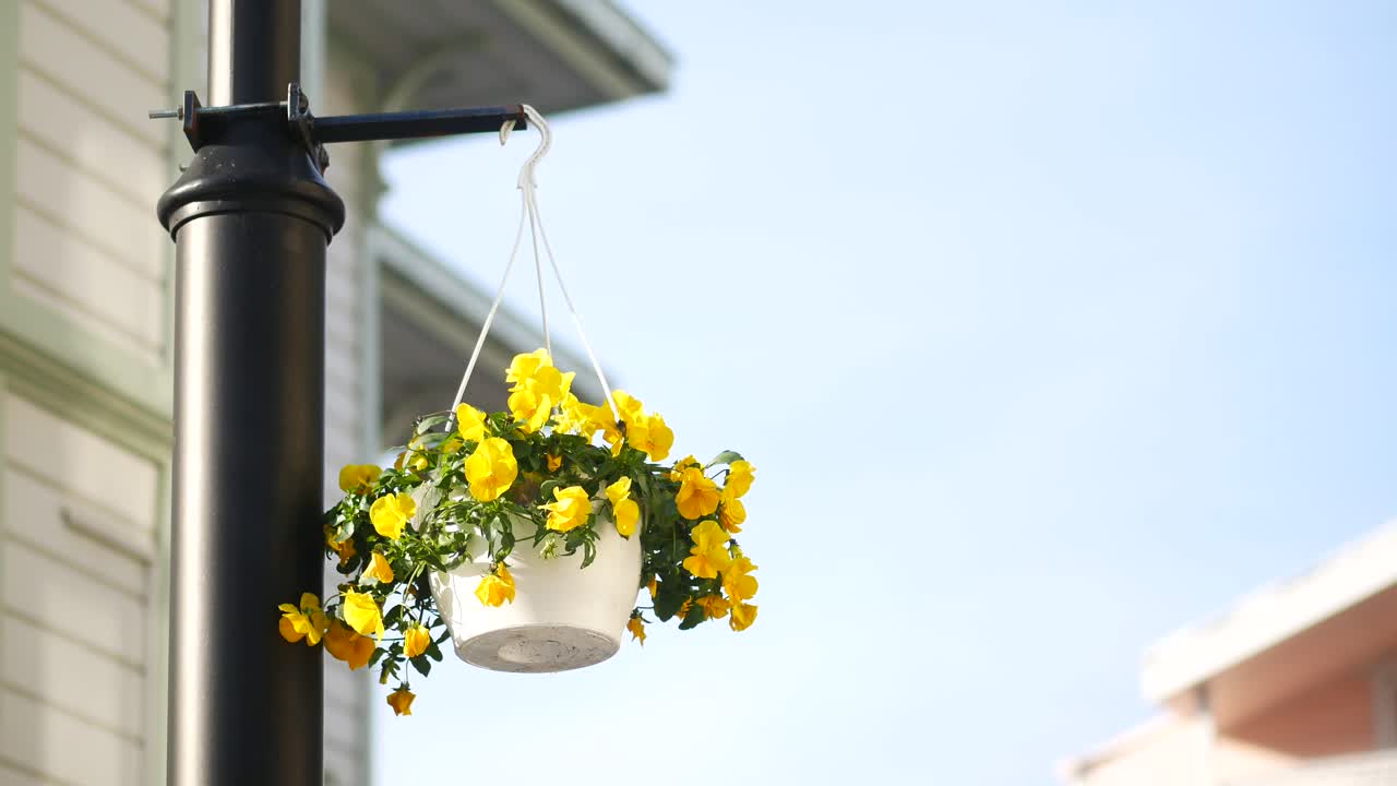 거리 램프에 매달린 비에 노란 꽃