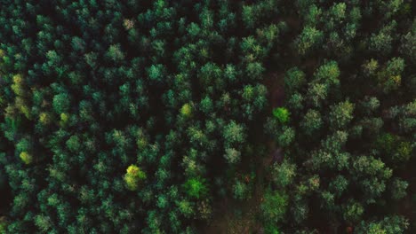 aerial top view forest, ecosystem and healthy environment concepts and background, texture of forest view from above