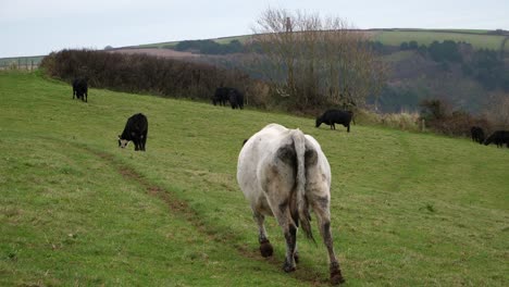 a white and speckled cow walks up a sloped field with other black cows around