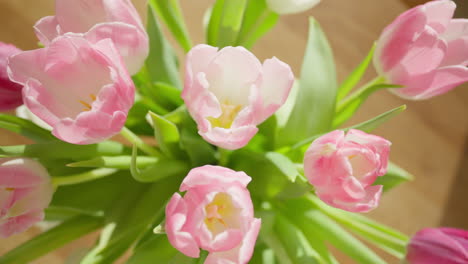 close-up of delicate pink tulips in soft light