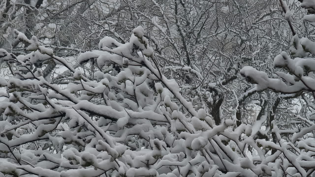 Ramas de árboles cubiertas de nieve en una zona boscosa, vista estática