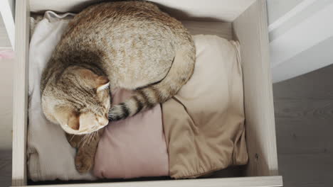 gato rojo gracioso escondido en un cajón para la ropa en el vestuario