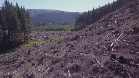 low flight along a logged hillside with new growth