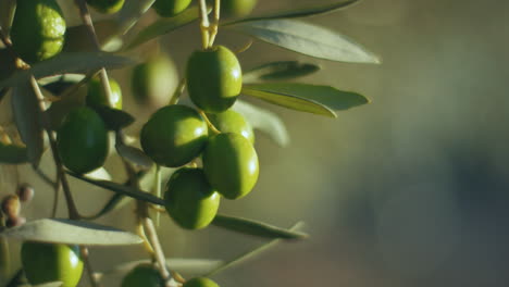 close-up of green olives on a branch