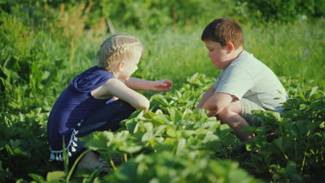 Zwei-Kinder-Sammeln-Frische-Erdbeeren-Im-Garten-Umweltfreundliche-Produkte-Mit-Einem-Farmkonzept-4k-Vi