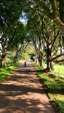 amazing beech trees growing near the road. drone flies along the avenue approaching a woman walking by. vertical video.