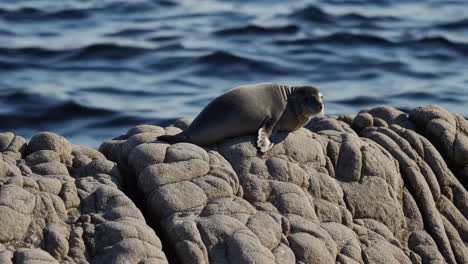 a seal resting on a rock by the ocean