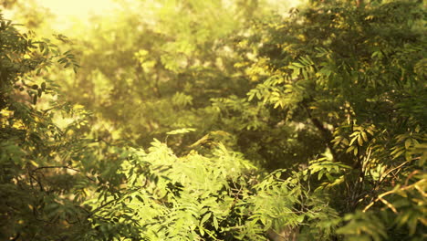 hermosa mañana en el bosque