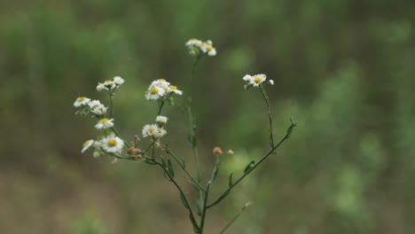 Flores-Que-Crecen-Naturalmente-En-La-Naturaleza-De-La-Pradera