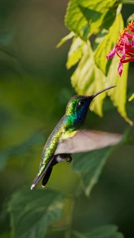 a colorful hummingbird in flight