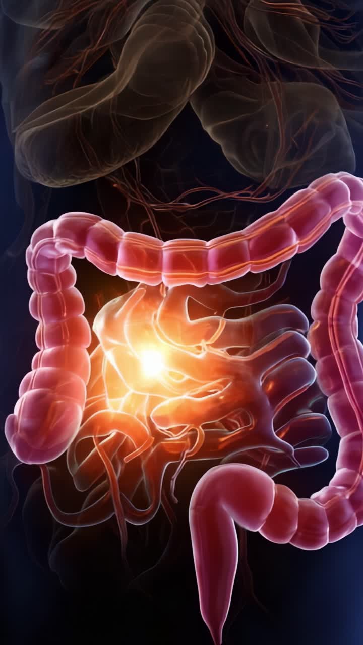 Illustration of the Human Digestive System with Emphasis on the Intestines and Internal Organs Illuminated by Light, Depicting Complex Anatomical Structures