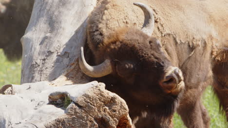 comical sight as dusty european bison scratches its shaggy fur coat on stump