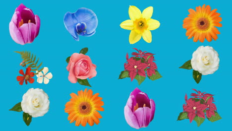 animation of flowers moving in hypnotic motion on blue background