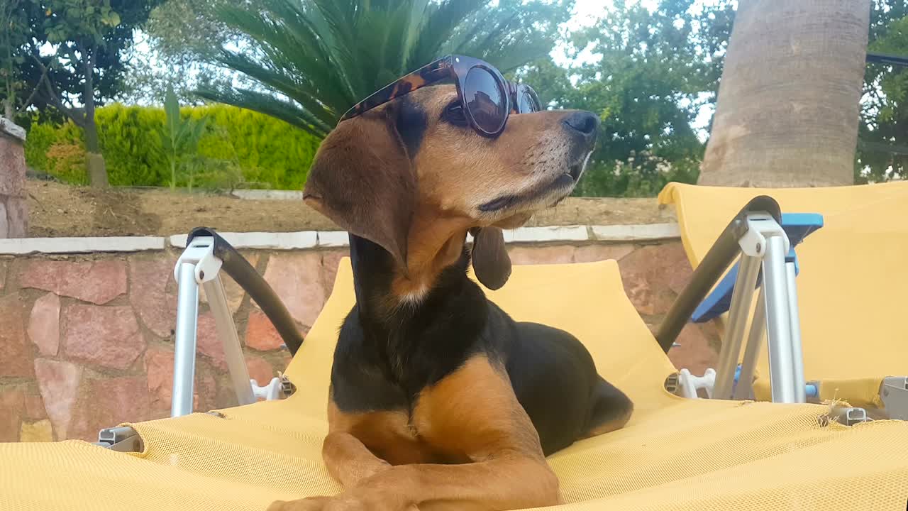 retrato de un perro con gafas de sol en un sillón sintiéndose curioso y feliz por el verano.