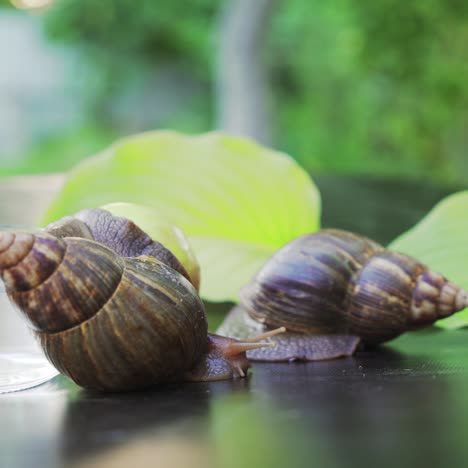 two snails crawl to each other. achatina snail. home cosmetologist.