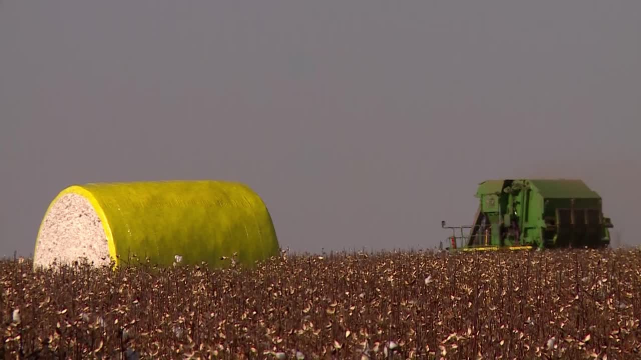 tractor avanzando cosechando algodón en un campo de cultivo y creando ensilaje
