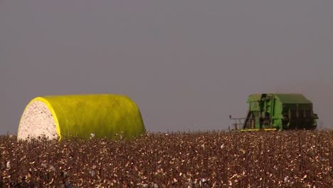 Traktor-Fährt-Vorwärts,-Erntet-Baumwolle-Auf-Einem-Feld-Und-Erzeugt-Silage