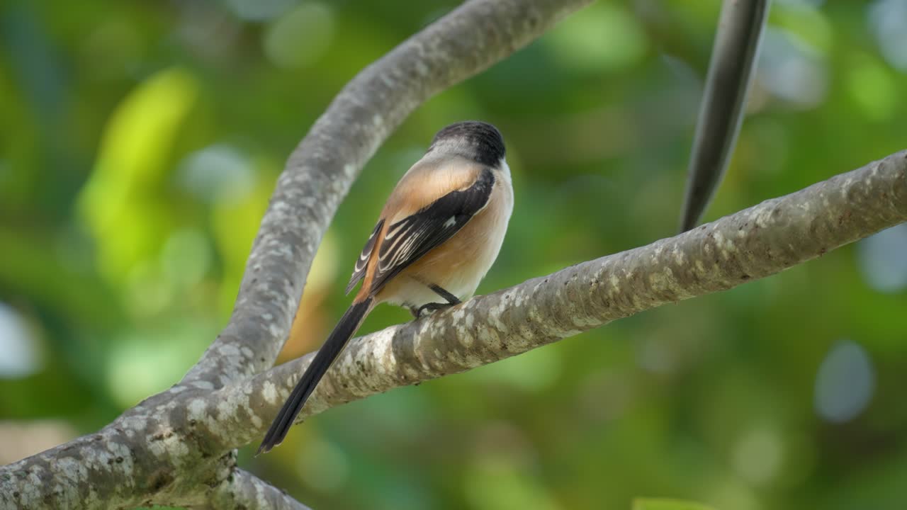 длиннохвостая крикунья, или румяная крикунья, или черноголовая птица надувает перья, сидя на пальмовой ветке