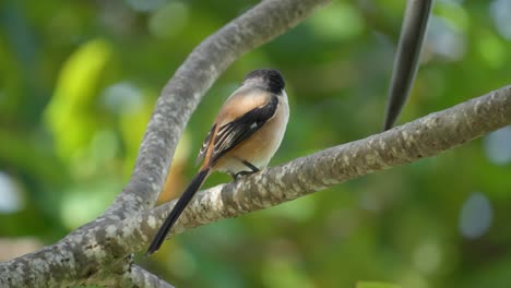 long-tailed shrike or rufous-backed shrike or black-headed bird puff up feathers perched on palm branch