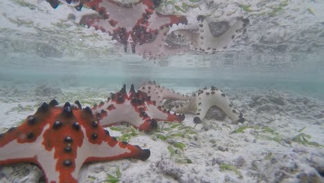 video de 60 fps de estrellas de mar coloridas sentadas en el fondo del océano creando un reflejo en el agua