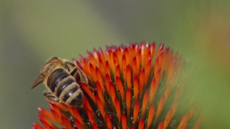 parte trasera de una abeja silvestre recolectando polen o néctar de la coneflower naranja