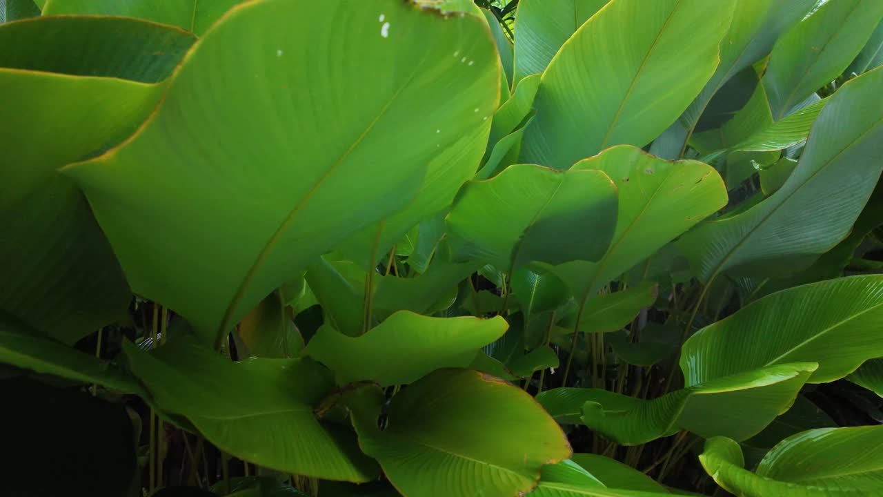 Tropical exotic garden Canna discolor plant nature bright green lush