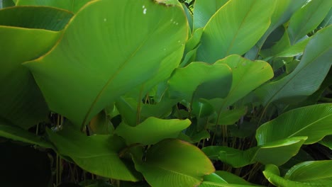 tropical exotic garden canna discolor plant nature bright green lush