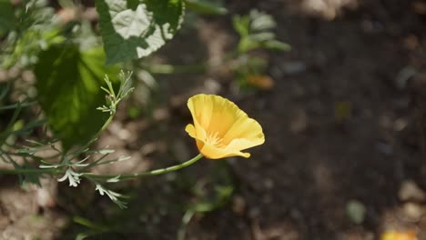 single yellow poppy flower blooms on a sunny day. close-up shot