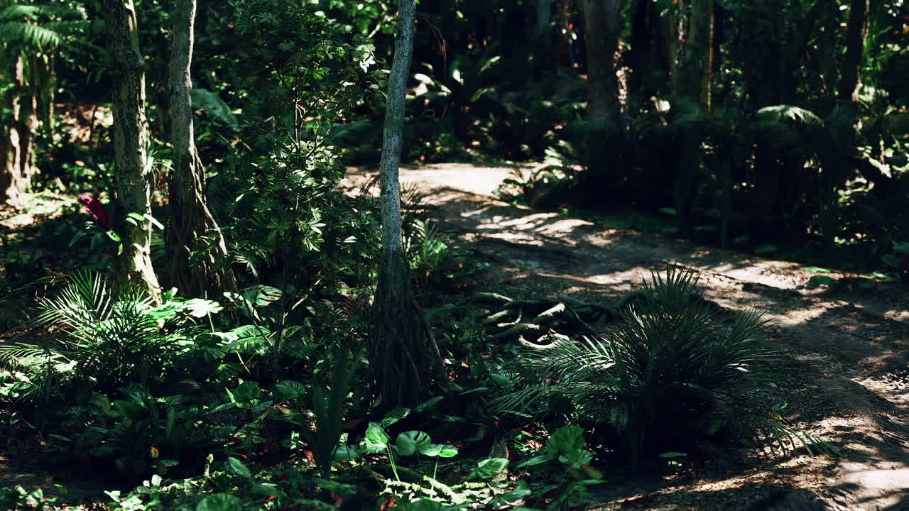 explorando el exuberante desierto de paraguay el vibrante ecosistema de bosques tropicales