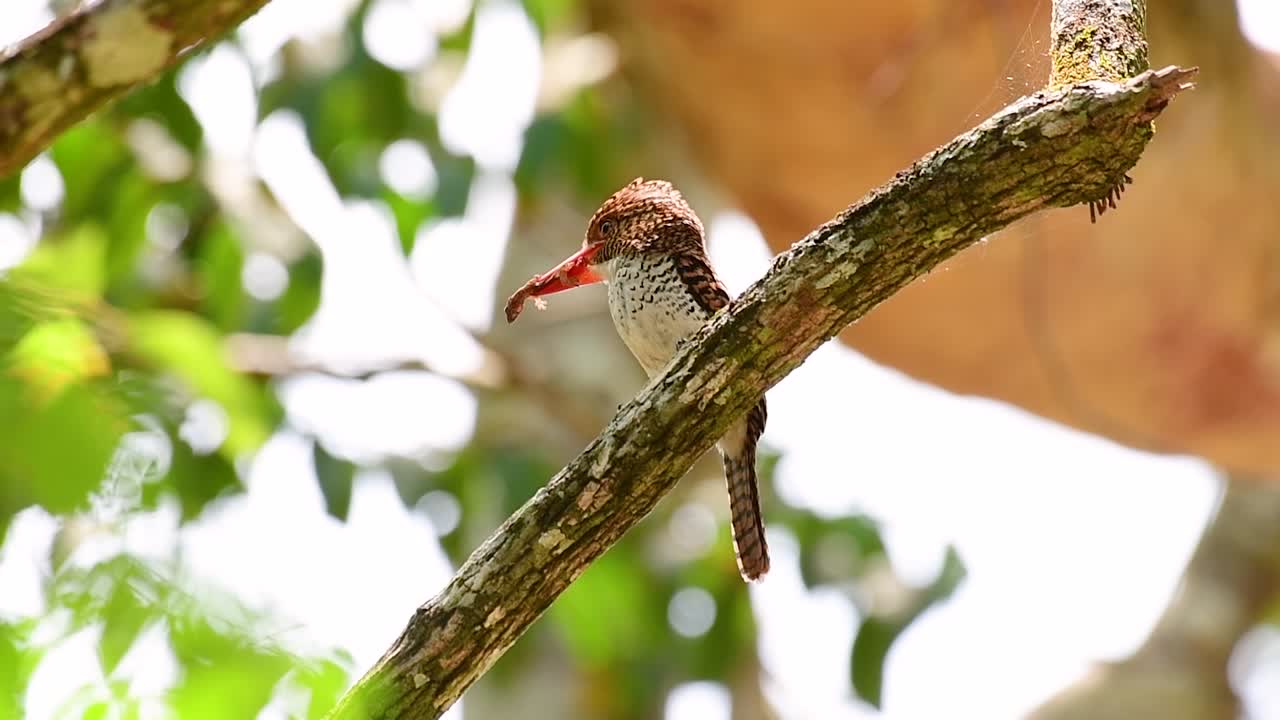 un martín pescador de árboles y una de las aves más hermosas que se encuentran en tailandia dentro de las selvas tropicales