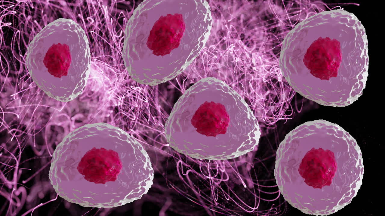 검은 바탕에 분홍색 빛 실험을 통해 빨간색과 분홍색 세포의 마이크로의 애니메이션