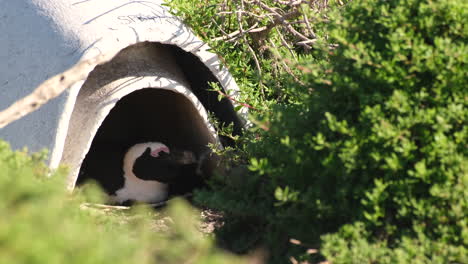 debido al declive en el número de pingüinos africanos en peligro de extinción, las autoridades de conservación introdujeron nidos artificiales para ayudar a impulsar el éxito de la reproducción.