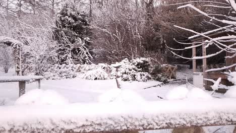 Schneetag-In-Meinem-Heimatdorf