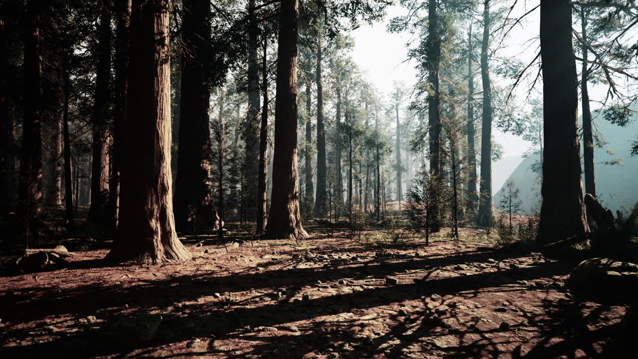 Exploring the serene beauty of a sequoia forest at sunrise in california