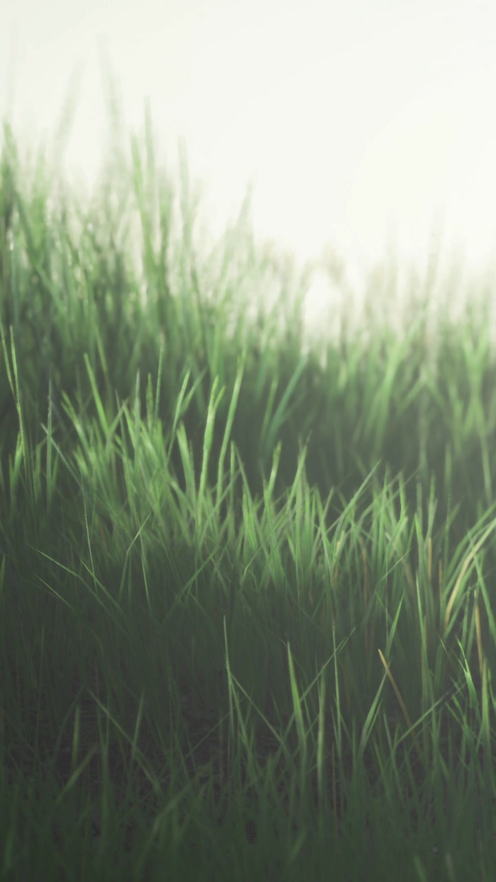 Lush green grass sways gently in warm sunlight on a calm morning