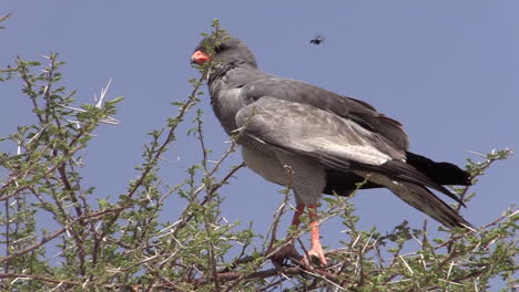 Pale-chanting-goshawk-on-top-of-an-thorny-acacia-tree,-turning-head,-close-up-shot