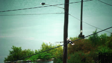 kookaburra bird perched on power line in a rural area - wide shot