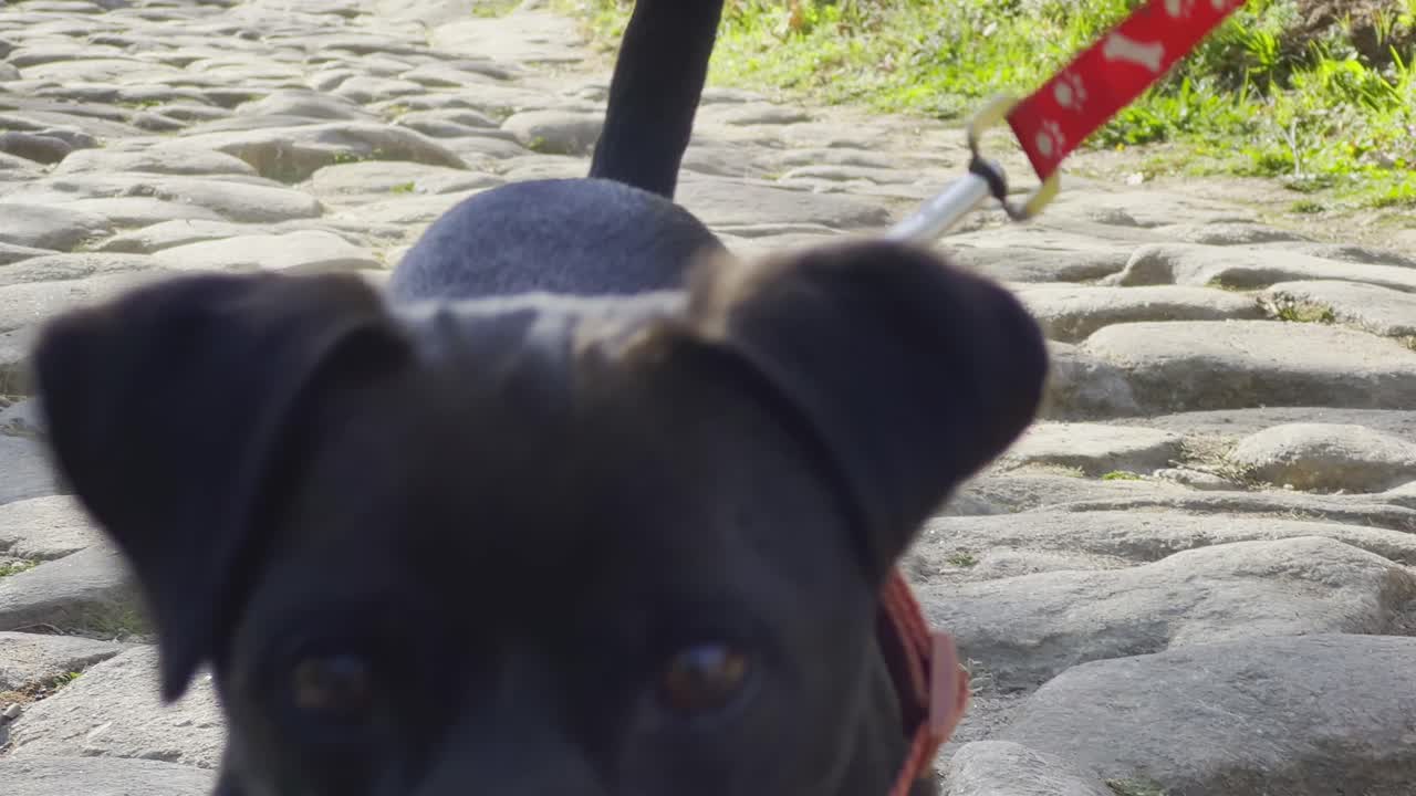 검은 개 가 스페인  ⁇ 레 델 제르테 의 산책로 를 기 ⁇ 게  ⁇ 고 있다