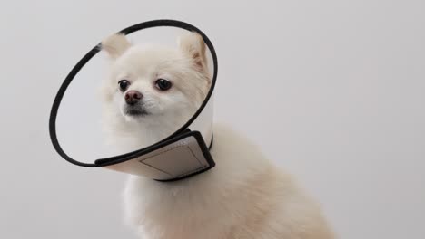 close-up view of a white dog