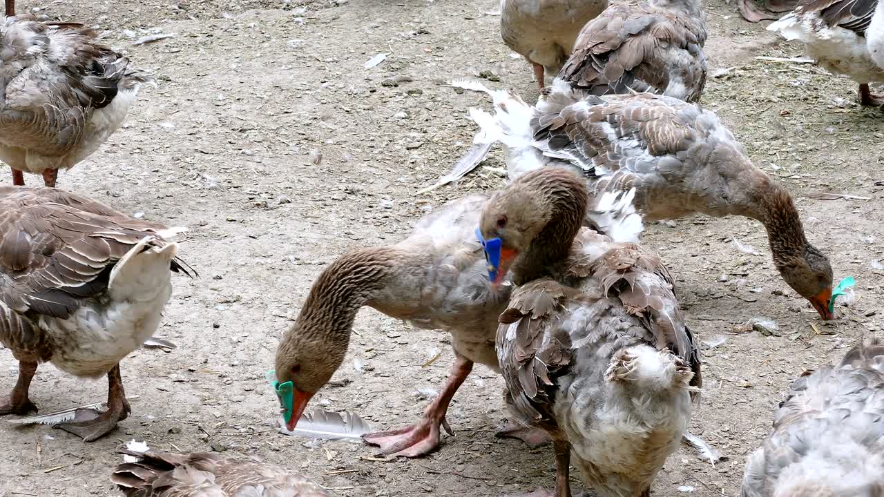 시골 농장에서 거위 를 키우는 것