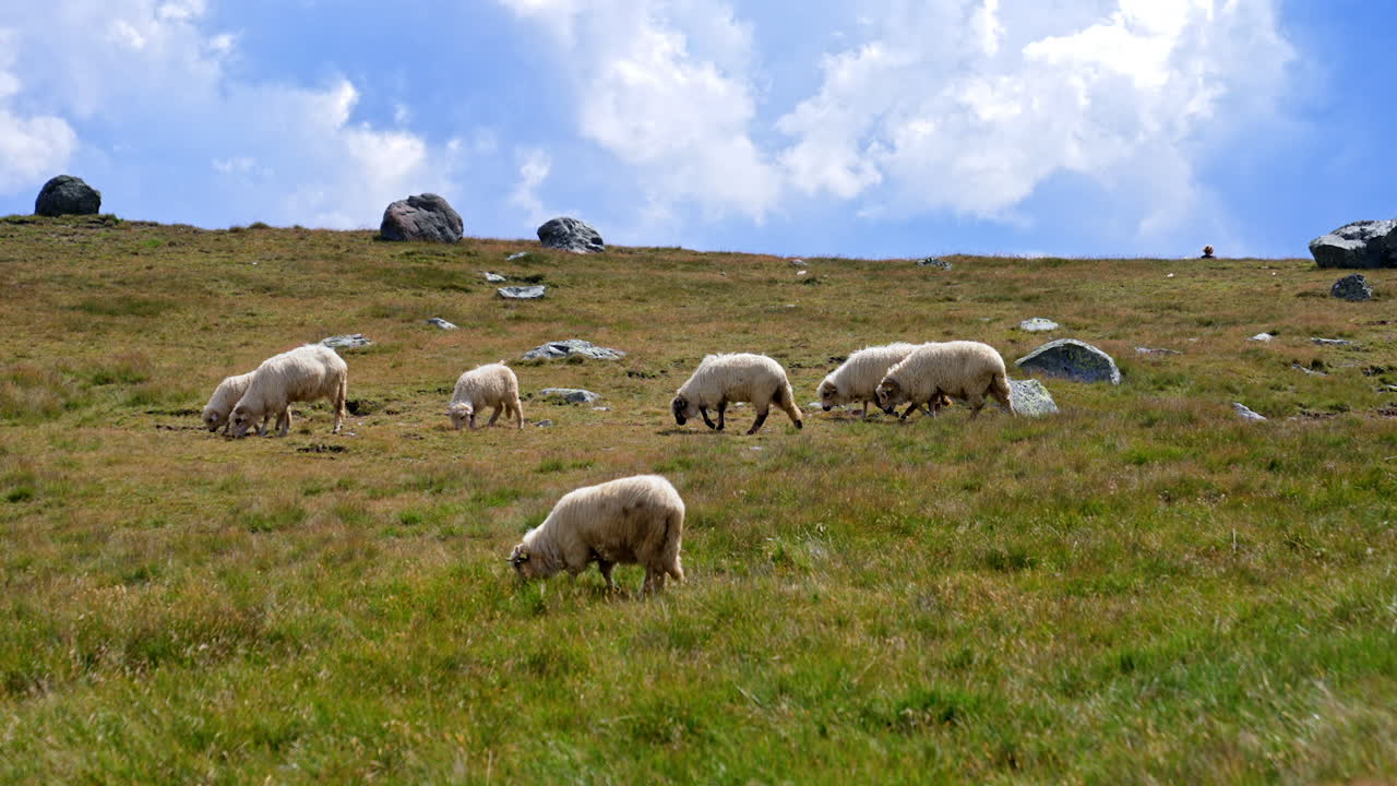 Sheep grazing on a hillside in summer. Flock of sheep grazing in a green meadow under a blue sky with puffy clouds, enjoying the summer day