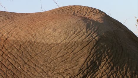 Back-of-male-African-elephant-revealing-that-elephant-crossed-water-recently,-watermark-still-visible