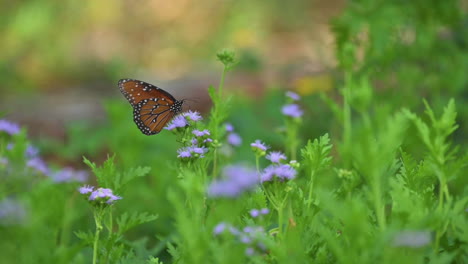 queen butterfly sitting on small purple flowers in the meadow