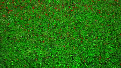 Rot-Blühende-Mohnblumen-Auf-Einer-Grünen-Wiese,-Drohnenaufnahme-Von-Oben