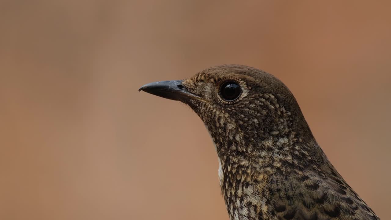 카메라가 아지고 오른쪽으로 미끄러지면서 왼쪽으로 바라보는 숲의 반사물이 눈에 보이면서,  목의 암 몬티콜라 라리스 암, 태국