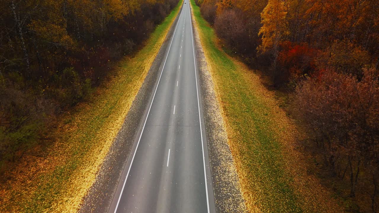 Autumn Road Through the Forest