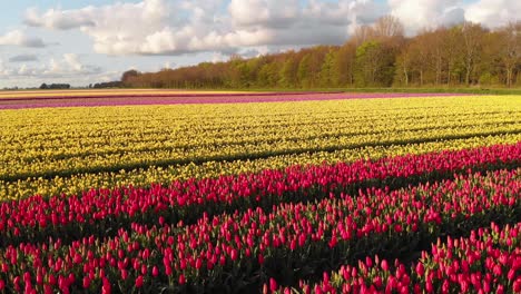 fields of tulips in netherlands countryside, beautiful colourful spring flowers