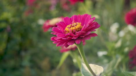 Flor-De-Zinnia-Roja-Vino-En-El-Jardín-Con-Una-Suave-Brisa-Con-Un-Bonito-Bokeh