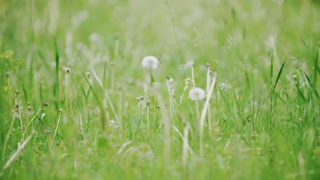flores con bolas de diente de león en pradera verde, fondo borroso