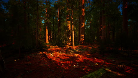 scale of the giant sequoias of sequoia national park